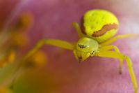 Misumena vatia - Goldenrod crab spider on a daylily bloom