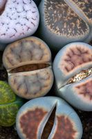 Lithops pseudotruncatella - Living Stone