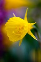 Narcissus bulbocodium ssp obesus