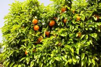 Citrus sinensis - Orange trees in the Gardens of Koutubia, Marrakech