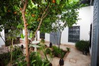 Modern garden with orange trees - Riad Dar Hanane, Marrakech