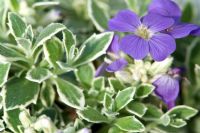 Aubretia with variegated leaves