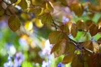 Fagus sylvatica 'Atropurpurea' - Copper beech leaves and bluebells. Spring morning at Cloudehill gardens, Olinda, Victoria, Australia