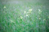 Meadow with meadowsweet