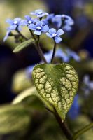Brunnera 'Jack Frost' - Perennial forget-me-not
