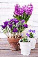 Viola 'Icy Blue' in small white plant pots, purple Crocus in terracotta pot and purple Hyacinthus growing in cream enamel pot