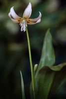 Erythronium albidum - White Fawnlily or White Trout Lily