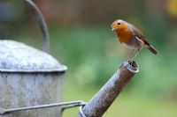 Erithacus Rubecula - Robin perched on an old metal watering can spout