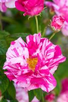 Rosa gallica var. officinalis 'Versicolor' - Rosa mundi
