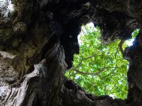 Quercus robur - Ancient pollarded oak at Berkeley, Gloucestershire