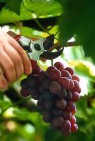 Harvesting grapes 'Black Hamburg' 