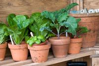Herbs and vegetables in terracotta pots