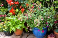 Selection of pots including Fuchsia 'Checkerboard' in blue glazed container
