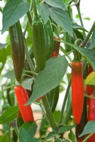 Capsicum annuum 'Serrano' - Chilli Pepper