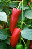 Capsicum annuum 'Fresno' - Chilli Pepper