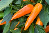 Capsicum annuum 'Bulgarian Carrot' - Chilli Pepper