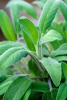 Salvia officinalis - Sage