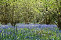 Hyacinthoides non-scripta - Bluebell wood in April
