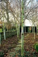 Betula jaquemontii, Himalayan Birch trees planted in small enclosed space with dry stone wall and evergreen hedge, stepping stone pathway leading to hedge opening and ornate white metal gates