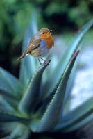 Erithacus rubecula - Robin perched on tip of Aloe 