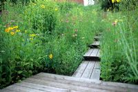 Urban wild meadow garden with wooden decked pathway for access. Perennial planting including Echinacea and Rudbeckia