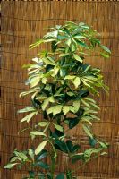 Schefflera arboricola 'Gold Capella' - Umbrella Tree