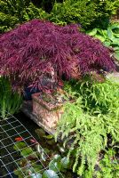 Acer palmatum 'Crimson Queen' in terracotta planter and Adiantum pedatum,  next to a fish pond with wire mesh for protection