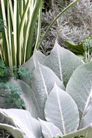 Contrasting textures of Verbascum, Ruta graveolens and variegated Phormium