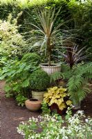 Collection of foliage plants in pots in a shady area of the garden including box, tree fern, Kirengeshoma palmatum, Cordyine australis 'Torbay Dazzler' and Cordyine australis 'Purpurea' - Eldenhurst