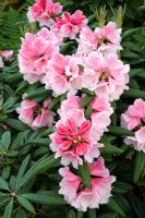 Rhododendron - Eldenhurst