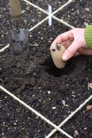 Planting chitted potatoes 'Wilja' in beds designed for square foot gardening