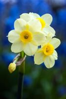 Narcissus 'Minnow' 