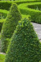 Clipped Buxus sempervirens pyramids