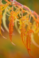 Rhus typhina 'Dissecta' - Stag's horn sumach