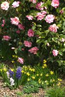 Camellia x williamsii 'Donation', Narcissus 'Tete a Tete' and Hyacinthus 