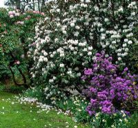 Rhododendron 'Loderi', Rhododendron 'Sir Charles Lemon', Azalea and Narcissus 'Bernardino' 