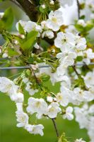Prunus 'Morello' - Sour cherry 