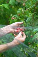Picking raspberries under bird netting