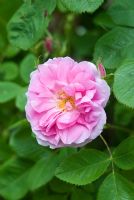 Rosa 'Quatre Saisons'