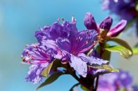 Rhododendron 'Penheal's Blue'
