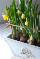 Narcissus 'Tete a Tete' in container supported by chopsticks - Homemade Spring decoration