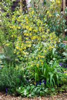 Ribes aureum - Golden Currant in mixed border