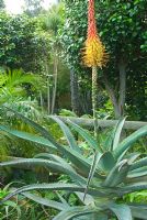 Aloe africana - Abbotsbury Subtropical Gardens, Dorset