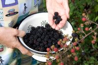 Collecting wild blackberries 