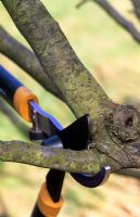 Pruning apple tree branch with hand loppers in November