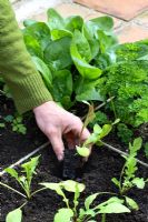 Planting out rocket seedlings in beds designed for square foot gardening