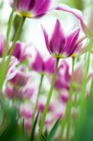 Tulipa 'Ballade' - Lily flowered Tulip