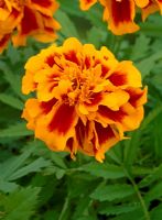  Tagetes 'Zenith Red and Gold'