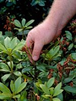 Removing faded flowers and seedheads on Rhododendron