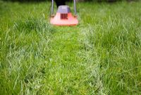 Cutting the grass in spring with an electric lawnmower